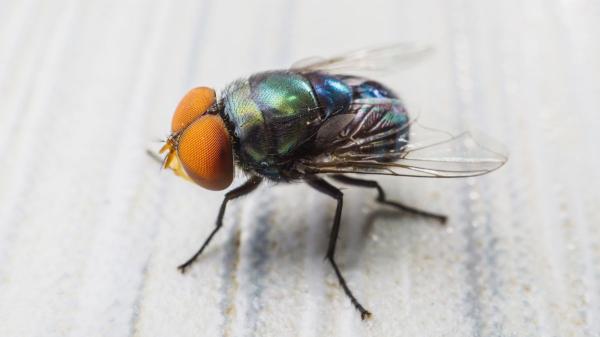 La verdadera razón por la que tienes moscas en casa (y el remedio casero infalible para ahuyentarlas)
