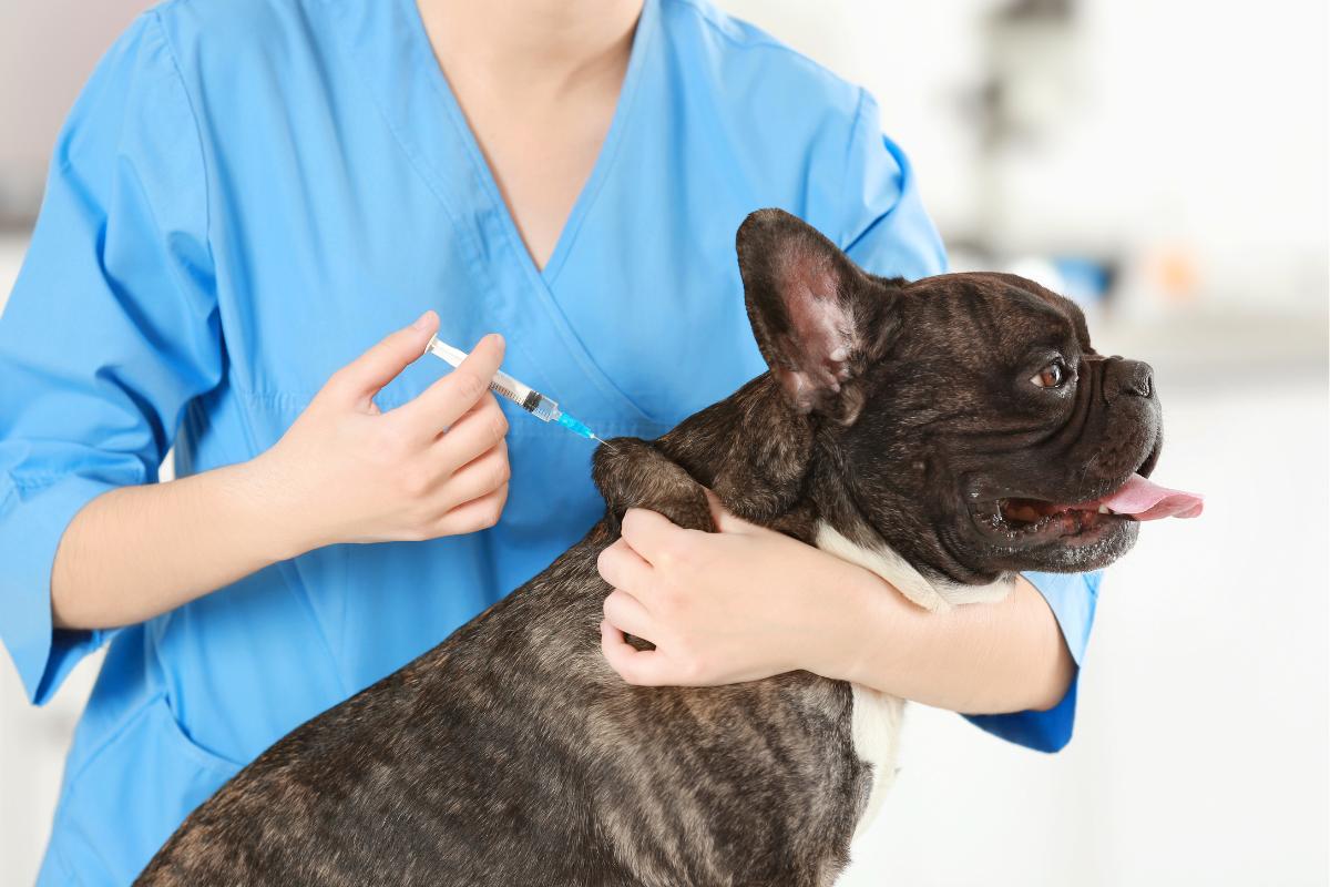 Recomendaciones después de vacunar a un perro