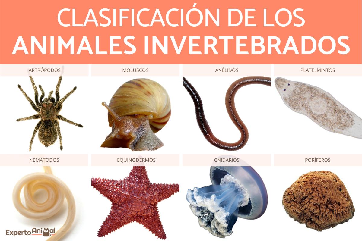 Clasificación de los animales invertebrados