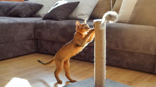 Los veterinarios coinciden: si tu gato rasca el sofá y los muebles, no es por maldad y así puedes evitarlo - Cómo conseguir que tu gato use el rascador y no los muebles