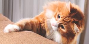 Los veterinarios coinciden: si tu gato rasca el sofá y los muebles, no es por maldad y así puedes evitarlo