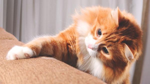 Los veterinarios coinciden: si tu gato rasca el sofá y los muebles, no es por maldad y así puedes evitarlo