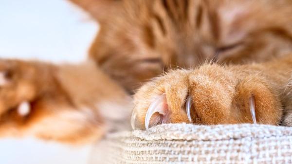 Los veterinarios coinciden: si tu gato rasca el sofá y los muebles, no es por maldad y así puedes evitarlo - Por qué tu gato rasca el sofá y otros muebles, según los veterinarios
