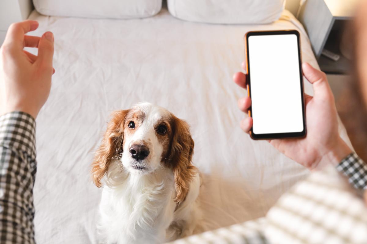 App para cuidar perros y gatos: beneficios y cómo usarla
