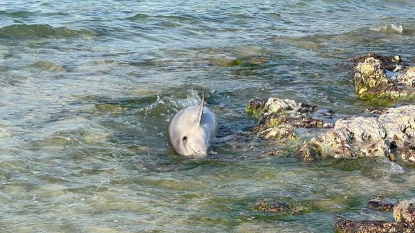 Delfines en peligro: el caso en una playa de Menorca que alerta sobre los riesgos de la actividad humana en el mar - Barcos, redes y plásticos: los peligros que afrontan los cetáceos en el Mediterráneo