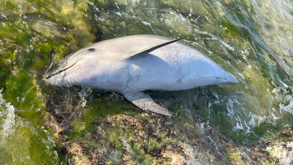 Delfines en peligro: el caso en una playa de Menorca que alerta sobre los riesgos de la actividad humana en el mar