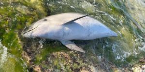 Delfines en peligro: el caso en una playa de Menorca que alerta sobre los riesgos de la actividad humana en el mar