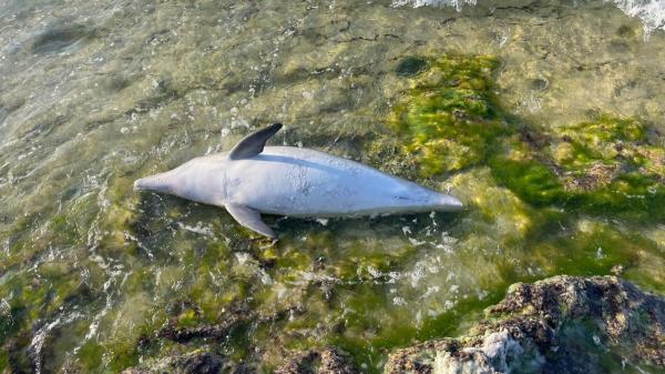 Delfines en peligro: el caso en una playa de Menorca que alerta sobre los riesgos de la actividad humana en el mar - El delfín mular: el cetáceo más conocido que también vive en aguas españolas