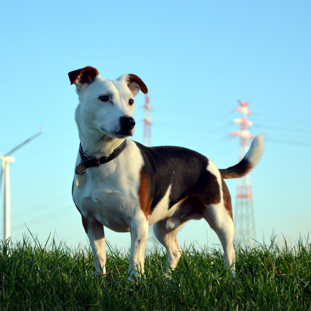 La toxoplasmosis en perros - Síntomas y contagio