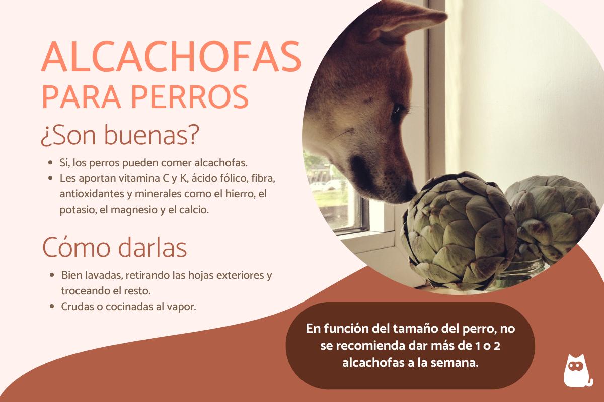 ¿Los perros pueden comer alcachofas?