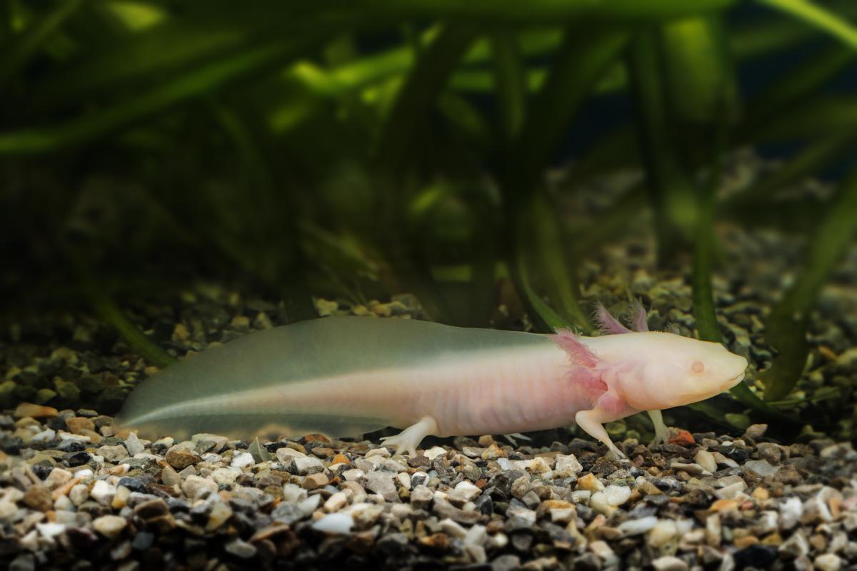 ¿Cómo se desplaza el ajolote?