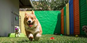 La residencia donde dejas a tu perro cuando te vas de vacaciones puede afectar a su salud mental