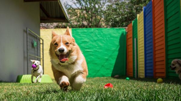La residencia donde dejas a tu perro cuando te vas de vacaciones puede afectar a su salud mental