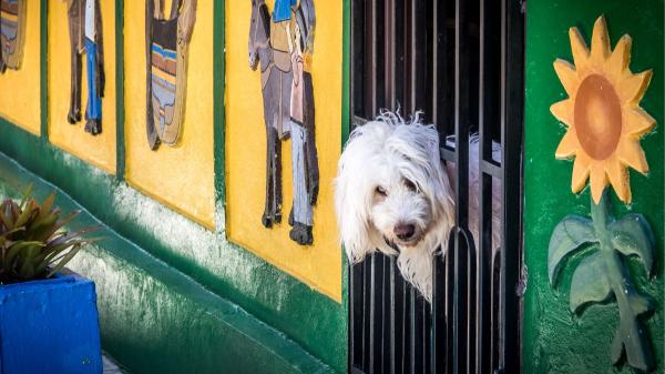 La residencia donde dejas a tu perro cuando te vas de vacaciones puede afectar a su salud mental - Las diferencias entre una buena residencia canina y una mala