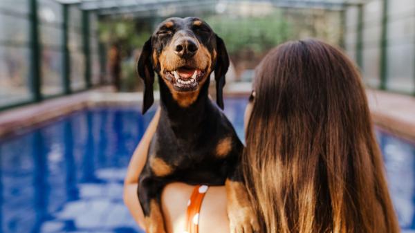 La residencia donde dejas a tu perro cuando te vas de vacaciones puede afectar a su salud mental - Los factores que influyen en la adaptación de un perro a una residencia 