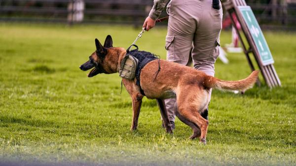 Nero detectaba explosivos y Aria drogas: ahora viven como perros jubilados con una familia - Así eligen la familia adecuada para cada perro policía cuando termina su servicio