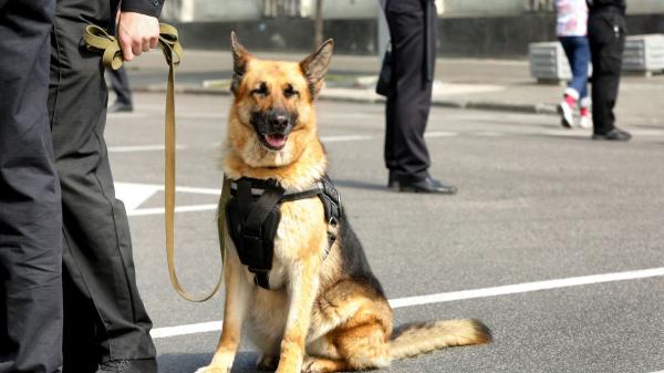 Nero detectaba explosivos y Aria drogas: ahora viven como perros jubilados con una familia - Así entrenan a los perros policía desde los tres meses: “Para ellos es un juego”