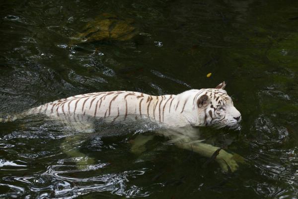 ¿Dónde vive el tigre blanco? - ¿Cuál es el hábitat del tigre blanco?