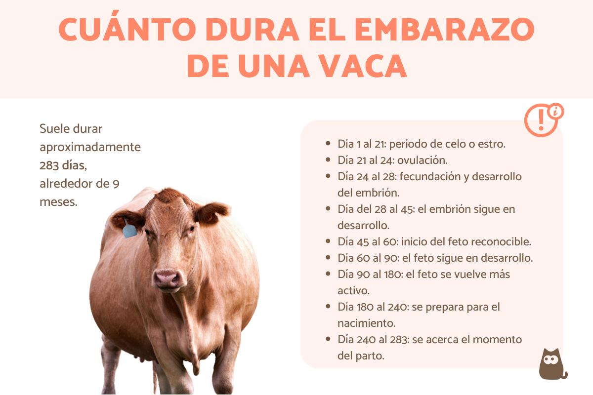 ¿Cuánto dura el embarazo de una vaca?