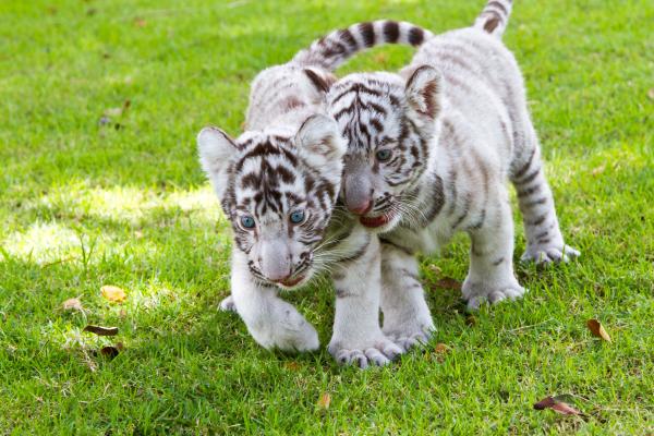 ¿Dónde vive el tigre blanco? - Distribución del tigre blanco