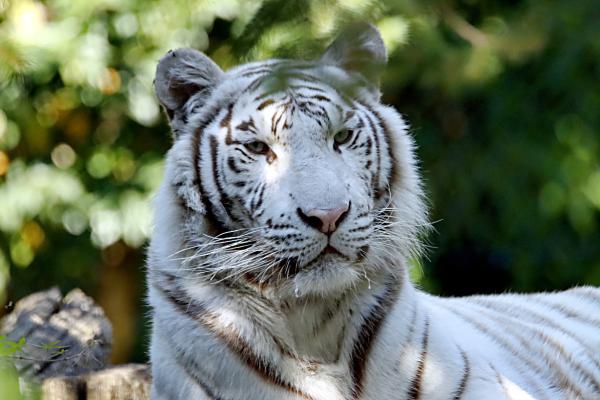 ¿Dónde vive el tigre blanco? - ¿Dónde ver tigres blancos?