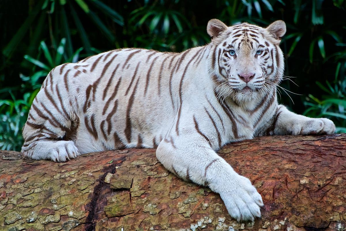 ¿Dónde vive el tigre blanco?