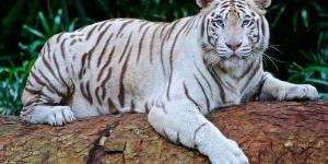 ¿Dónde vive el tigre blanco?