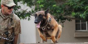 Nero detectaba explosivos y Aria drogas: ahora viven como perros jubilados con una familia
