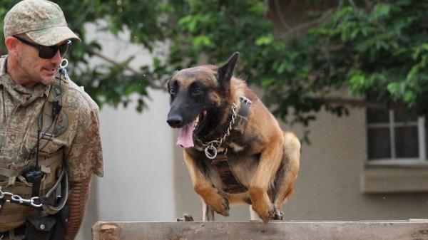 Nero detectaba explosivos y Aria drogas: ahora viven como perros jubilados con una familia