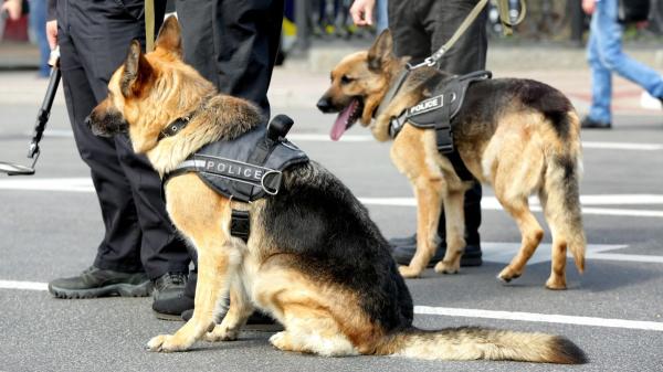Nero detectaba explosivos y Aria drogas: ahora viven como perros jubilados con una familia - “No es un perro que ha nacido para ser una mascota”: la advertencia antes de adoptar un perro policía jubilado