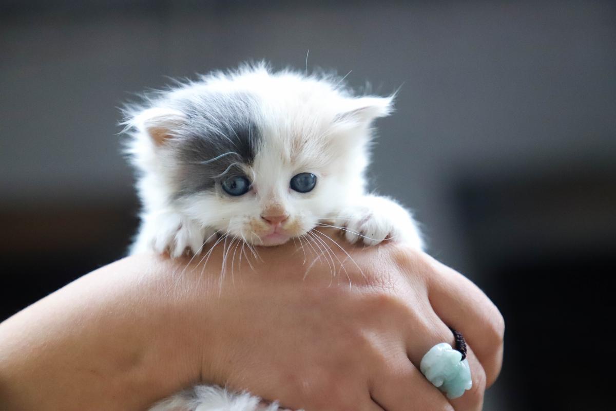 ¿Qué darle de comer a un gato de 2 meses?