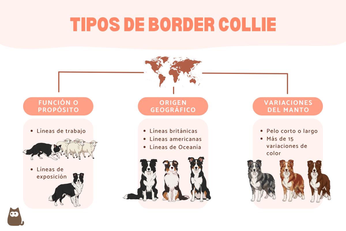 Tipos de border collie