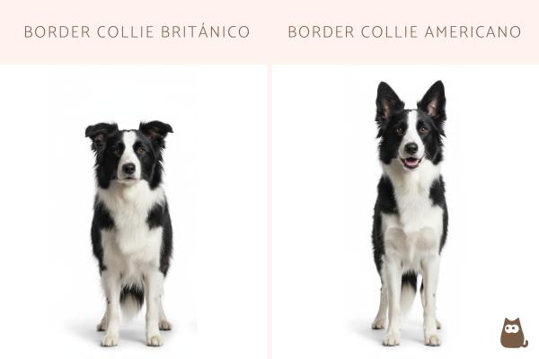 Tipos de border collie - Tipos de border collie de exposición