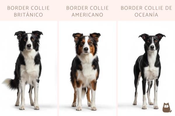 Tipos de border collie - Tipos de border collie de trabajo