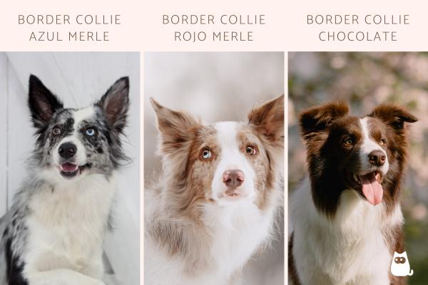 Tipos de border collie - Tipos de border collie según color y pelo
