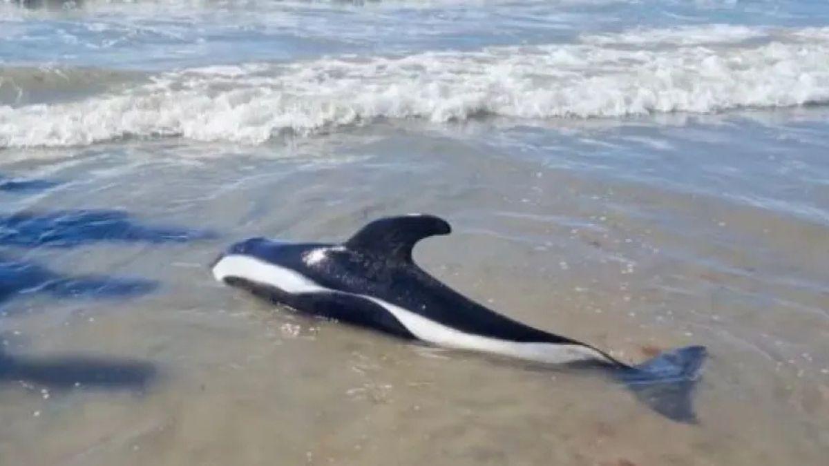 Un extraño delfín blanco y negro apareció en Las Grutas y sorprendió a los turistas: lo confundieron con una cría de orca