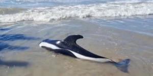 Un extraño delfín blanco y negro apareció en Las Grutas y sorprendió a los turistas: lo confundieron con una cría de orca