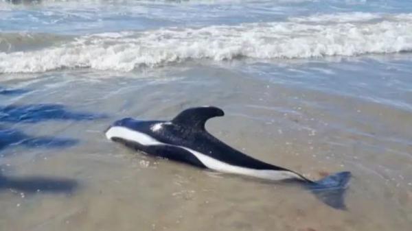 Un extraño delfín blanco y negro apareció en Las Grutas y sorprendió a los turistas: lo confundieron con una cría de orca