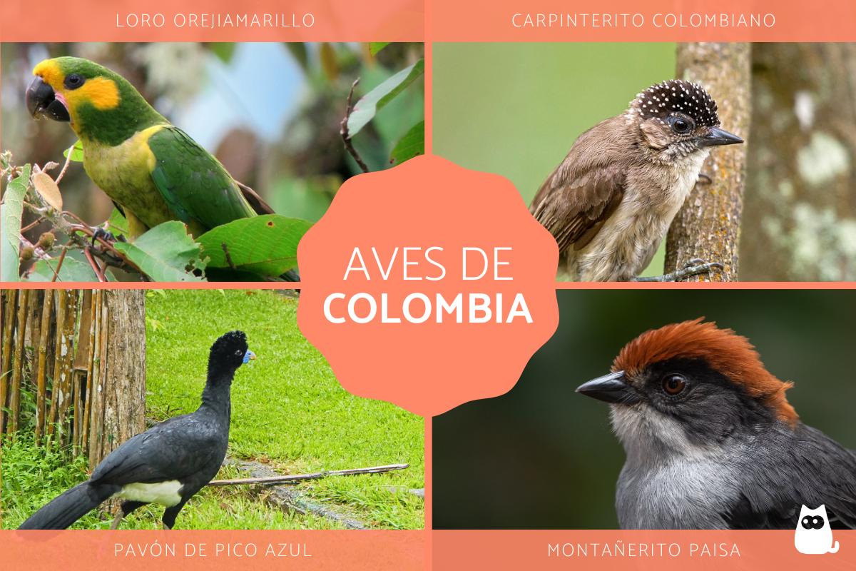 Aves de Colombia