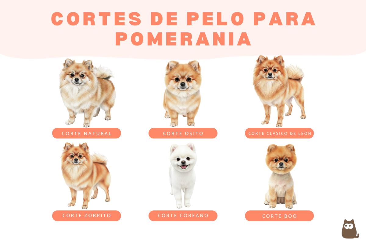 Cortes de pelo para pomerania: tipos y consejos