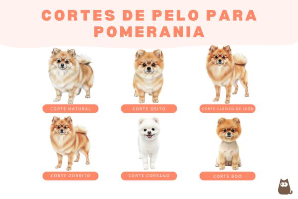 Cortes de pelo para pomerania: tipos y consejos