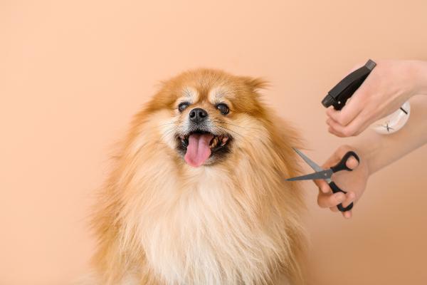 Cortes de pelo para pomerania: tipos y consejos - Errores comunes al cortar el pelo de un pomerania