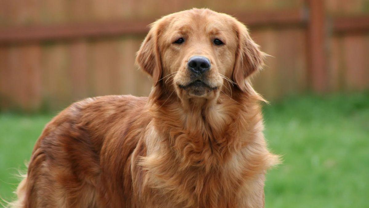 Está en vigor y conlleva multas: la Ley de Bienestar Animal obliga a tener a los perros y gatos en alojamientos adaptados a su tamaño y protegidos del frío, el calor y la lluvia
