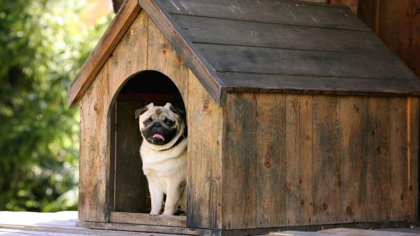 Está en vigor y conlleva multas: la Ley de Bienestar Animal obliga a tener a los perros y gatos en alojamientos adaptados a su tamaño y protegidos del frío, el calor y la lluvia - Estas son las condiciones que deben cumplir los espacios donde viven los animales, según la ley