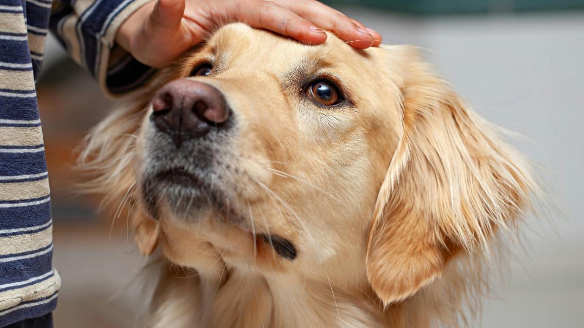 Esto es lo que nadie te cuenta antes de adoptar un Golden Retriever (y deberías saber)