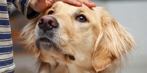 Esto es lo que nadie te cuenta antes de adoptar un Golden Retriever (y deberías saber)