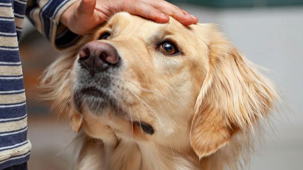 Esto es lo que nadie te cuenta antes de adoptar un Golden Retriever (y deberías saber)