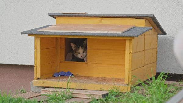 Está en vigor y conlleva multas: la Ley de Bienestar Animal obliga a tener a los perros y gatos en alojamientos adaptados a su tamaño y protegidos del frío, el calor y la lluvia - Qué exige la Ley de Bienestar Animal para los alojamientos en espacios abiertos