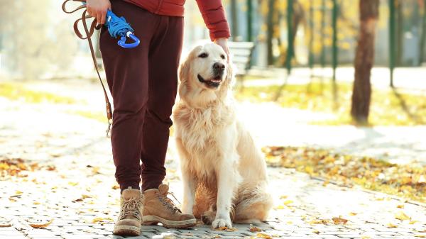 Esto es lo que nadie te cuenta antes de adoptar un Golden Retriever (y deberías saber) - Son perros que necesitan mucho más que paseos rápidos: tiempo, compañía y retos mentales