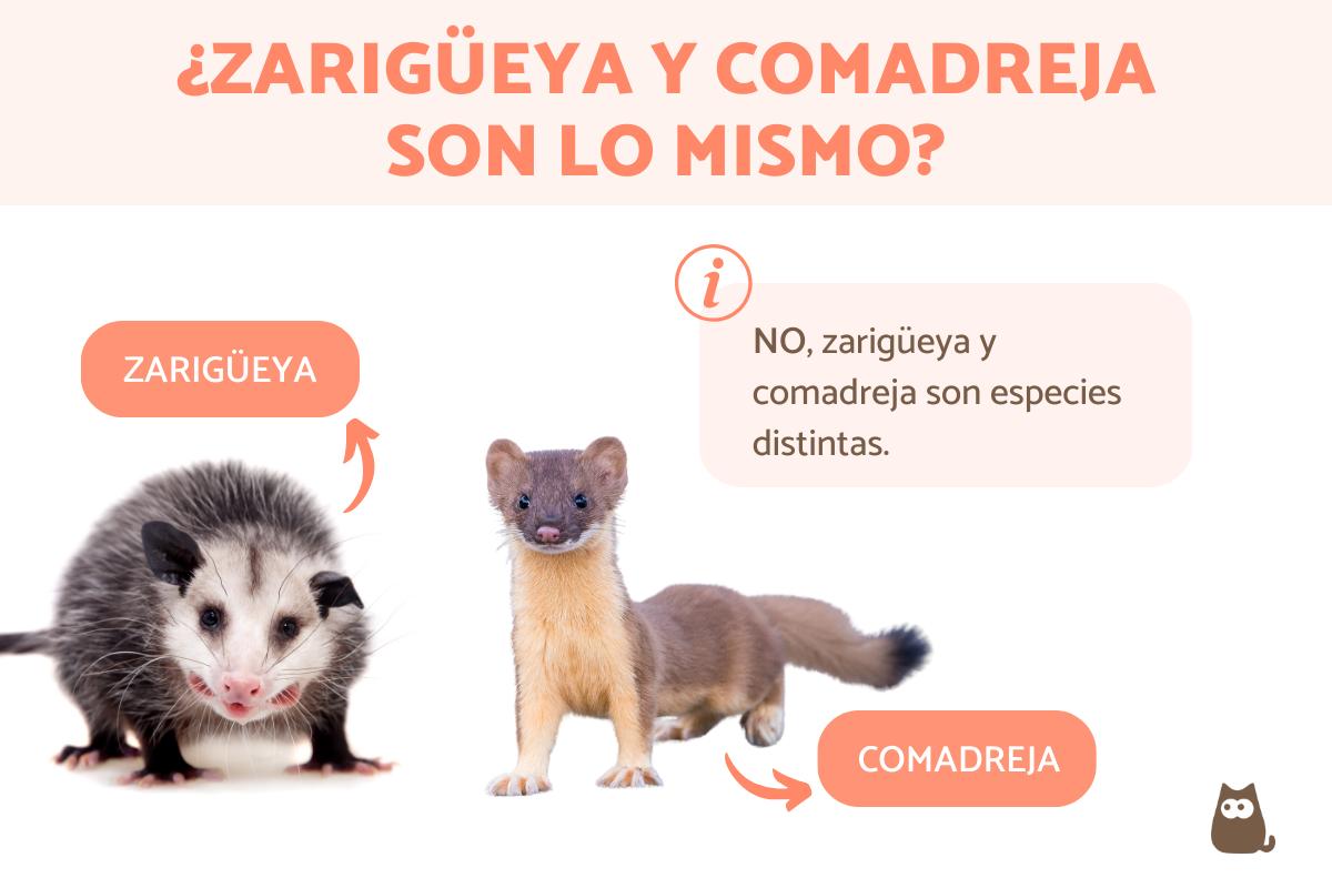 ¿Zarigüeya y comadreja es lo mismo?
